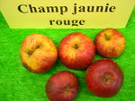 vignette pomme 'Champ Jaunie Rouge',  cidre