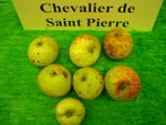 vignette pomme 'Chevalier de Saint Pierre',  cidre
