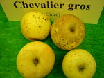 vignette pomme 'Chevalier Gros',  cidre