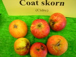 vignette pomme 'Coat Skorn',  cidre