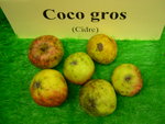 vignette pomme 'Coco Gros',  cidre