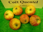 vignette pomme 'Cot Quentel',  cidre