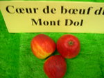 vignette pomme 'Coeur de Boeuf du Mont Dol',  cidre