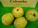 vignette pomme 'Colombe',  cidre