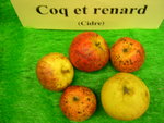 vignette pomme 'Coq et Renard',  cidre