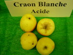 vignette pomme 'Craon Blanche Acide',  cidre