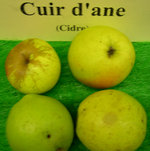 vignette pomme 'Cuir d'Ane',  cidre - 2