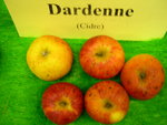 vignette pomme 'Dardenne',  cidre