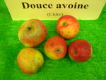 vignette pomme 'Douce Avoine',  cidre