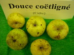 vignette pomme 'Douce Cotlign',  cidre - 2