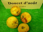 vignette pomme 'Doucet d'Aot',  cidre