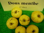 vignette pomme 'Dous Menthe',  cidre