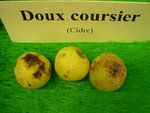 vignette pomme 'Doux Coursier',  cidre