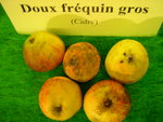 vignette pomme 'Doux Frquin Gros',  cidre