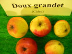 vignette pomme 'Doux Grandet',  cidre
