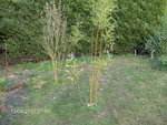 vignette bambou phyllostachys aurea 