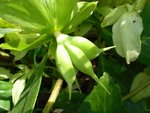 vignette Helleborus niger fruits