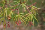vignette Acer palmatum 'Linearilobum'