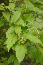 vignette Acer tataricum ssp. tataricum