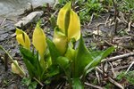 vignette Lysichiton americanus