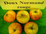 vignette pomme 'Doux Normand Rouge',  cidre