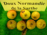 vignette pomme 'Doux Normandie de la Sarthe',  cidre