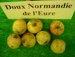 vignette pomme 'Doux Normandie de l'Eure',  cidre