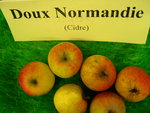 vignette pomme 'Doux Normandie',  cidre