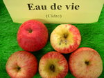 vignette pomme 'Eau de Vie',  cidre