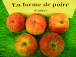 vignette pomme 'En Forme de Poire',  cidre