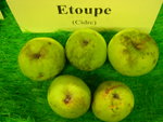 vignette pomme 'Etoupe',  cidre