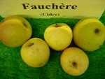 vignette pomme 'Fauchre',  cidre