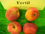 vignette pomme 'Fertil',  cidre