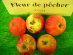 vignette pomme 'Fleur de Pcher',  cidre