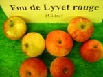 vignette pomme 'Fou de Lyvet Rouge',  cidre