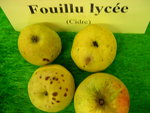vignette pomme 'Fouillu Lyce',  cidre