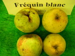 vignette pomme 'Frquin Blanc',  cidre