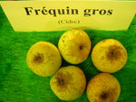 vignette pomme 'Frquin Gros',  cidre