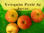 vignette pomme 'Frquin Petit St Juvat',  cidre