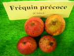 vignette pomme 'Frquin Prcoce',  cidre