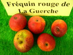 vignette pomme 'Frquin Rouge de la Guerche',  cidre