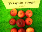 vignette pomme 'Frquin Rouge',  cidre