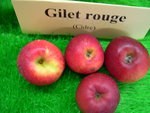vignette pomme 'Gilet Rouge',  cidre