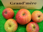 vignette pomme 'Grand'mre',  cidre