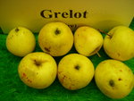 vignette pomme 'Grelot',  cidre