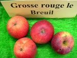 vignette pomme 'Grosse Rouge le Breuil',  cidre