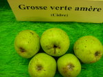vignette pomme 'Grosse Verte Amre',  cidre