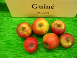vignette pomme 'Guin',  cidre