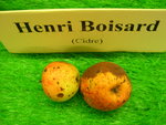 vignette pomme 'Henri Boisard',  cidre
