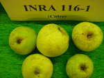 vignette pomme 'INRA 116-1',  cidre